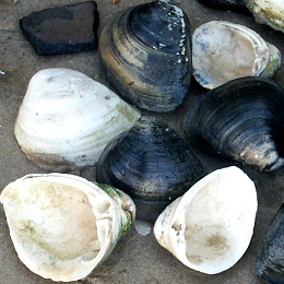 Photo of shellfish