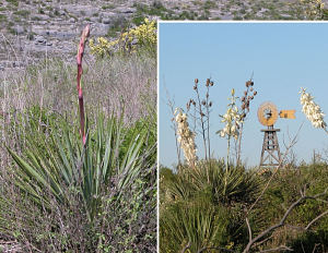 two photos of narrow-leaf yucca