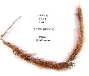 photo of an extremely well-preserved plains bristlegrass seed head from Hinds Cave