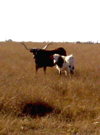 photo of cattle
