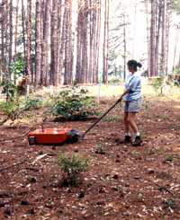 Crew member Dana Anthony scans the site surface with a radar trolley in a pine forest clearing. Remote sensing such as this procedure helped to locate a variety of Civil War-era features. Photo by Steve Black.