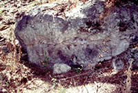 A seam of flint nodules is visible in this limestone outcrop near the Gault site.