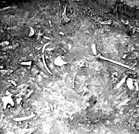 Animal bones, mainly deer, in ashy midden deposit of Feature 7, July 1962. Photo by E. Mott Davis.