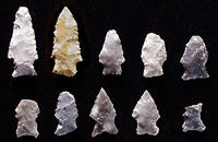 Examples of Darl and Darl-like dart points from the Graham-Applegate site. Photo by Milton Bell.