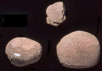 Manos such as these may have been recycled for other uses at the site. Photo by Milton Bell.