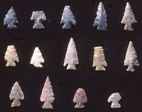 Scallorn points-the diagnostic point type of the Austin phase, and the type of arrow point used by the rancheria folk. Photo by Milton Bell.