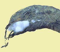 photo of bird-head skin