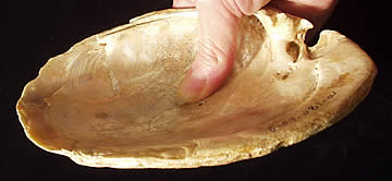 large mussel shell