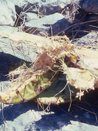 Desicated prickly pear pads