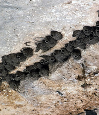 photo of swallow's nest
