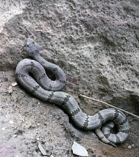 photo of snake