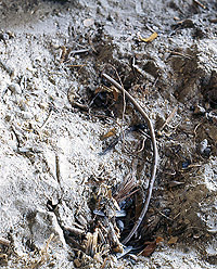 Snare found at Hinds Cave