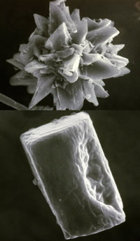 Plant microfossils seen through a scanning electron microscope