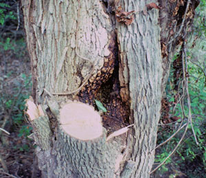 photo of a beehive