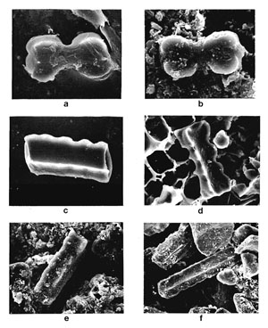 photos of phytoliths