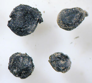 photo of charred seeds