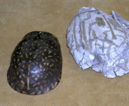 photo of turtle shell