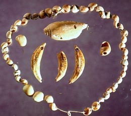 photo of marine shell beads (Neritina reclivata ) shown with coyote tooth pendants