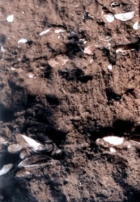 photo of layers of mussel shell, stone, and bone in silty soil