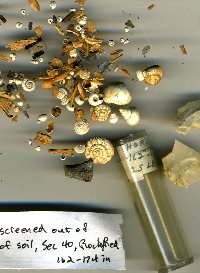 photo of tiny bones, flakes, and snail shells