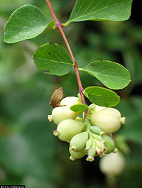 photo of common snowberry (Symphoricarpos sp.)