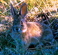 Photo of cottontail rabbits