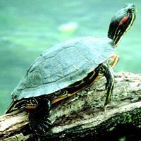 Photo of a turtle