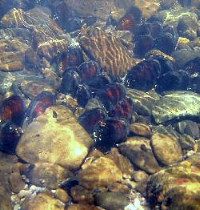 Photo of freshwater mussels