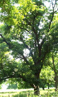Photo of pecan trees