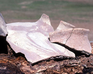 photo of large sherds of locally made La Junta pottery 