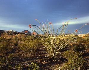photo of ocotillo blooms