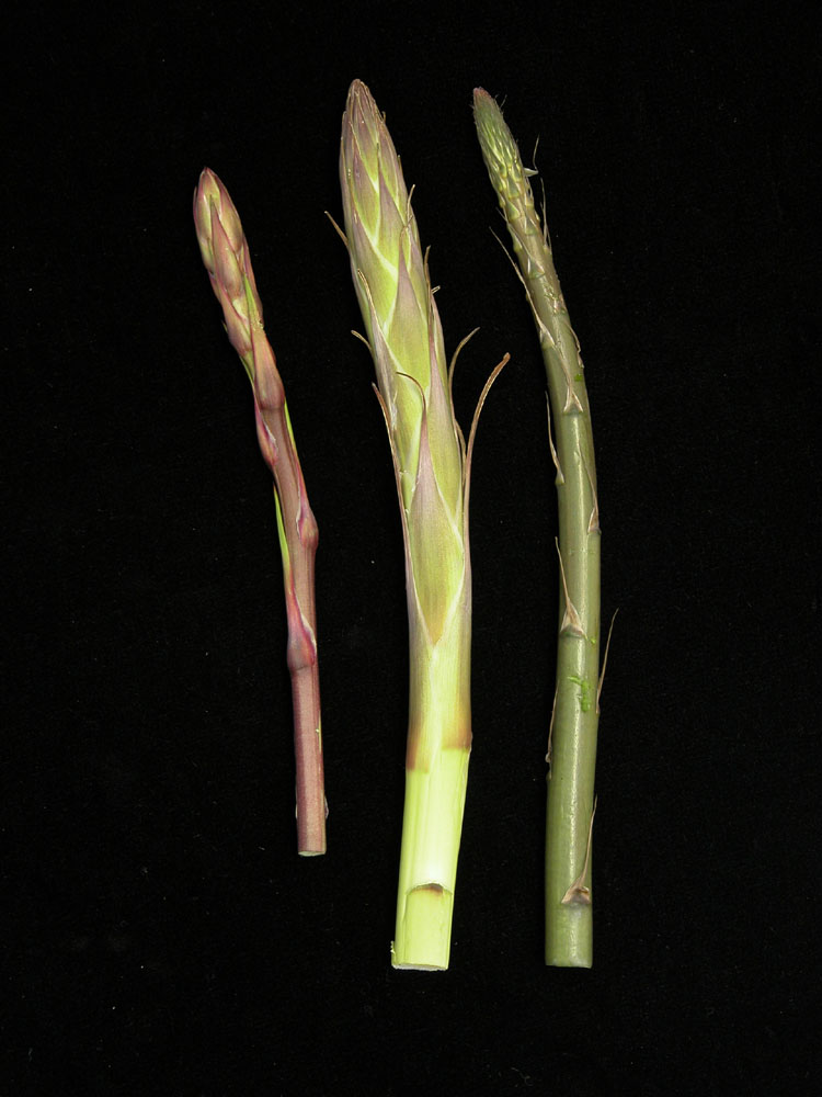 Flower stalks picked long before blooms emerge. From left to right: yucca, sotol, and agave.