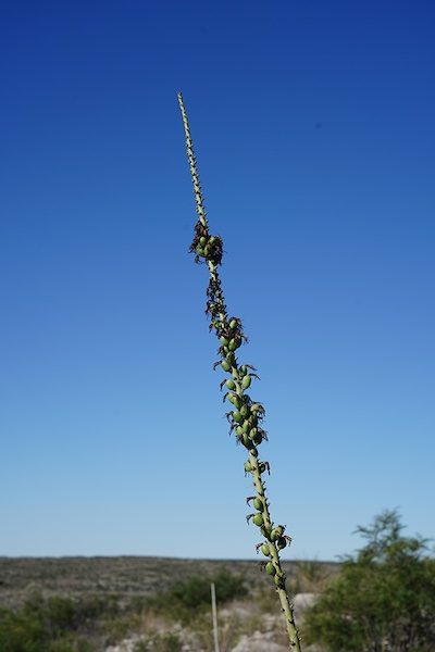 A fruiting lechuguilla bloomstalk. You can see the what is left of the dried flowers hanging from the fruits, which contain seeds. Photograph by Jerod Roberts.