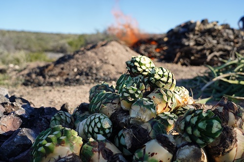 A pile of timed agave hearts await their fate as the roasting pits are prepared in the background. Photograph by Amanda Castañeda.