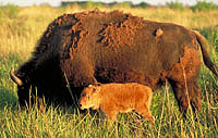 photograph of an adult bison and calf in a field