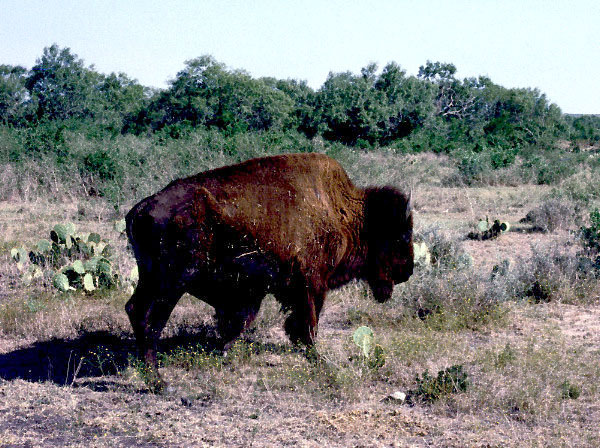 A small buffalo grazes near the south Texas town of Tilden. Photo by Bob Stiba.