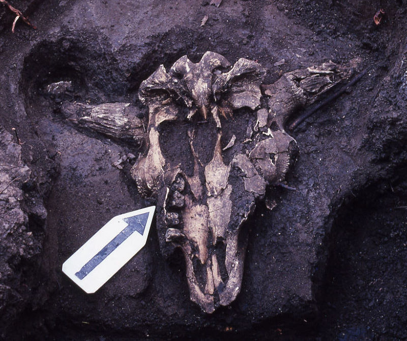 Bison skull excavated at the Mustang Branch site in Hays County.