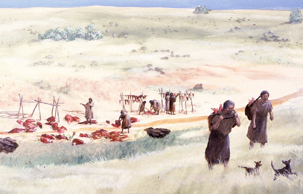 Artist’s depiction of a temporary camp on the Llano Estacado near where a bison has been killed. Strips of meat hang to dry on a wooden-pole framework. In the foreground two women carry long bones upslope to the nearby camp to extract the marrow for a delicious meal. Painting by Nola Davis, courtesy Texas Parks and Wildlife Department.