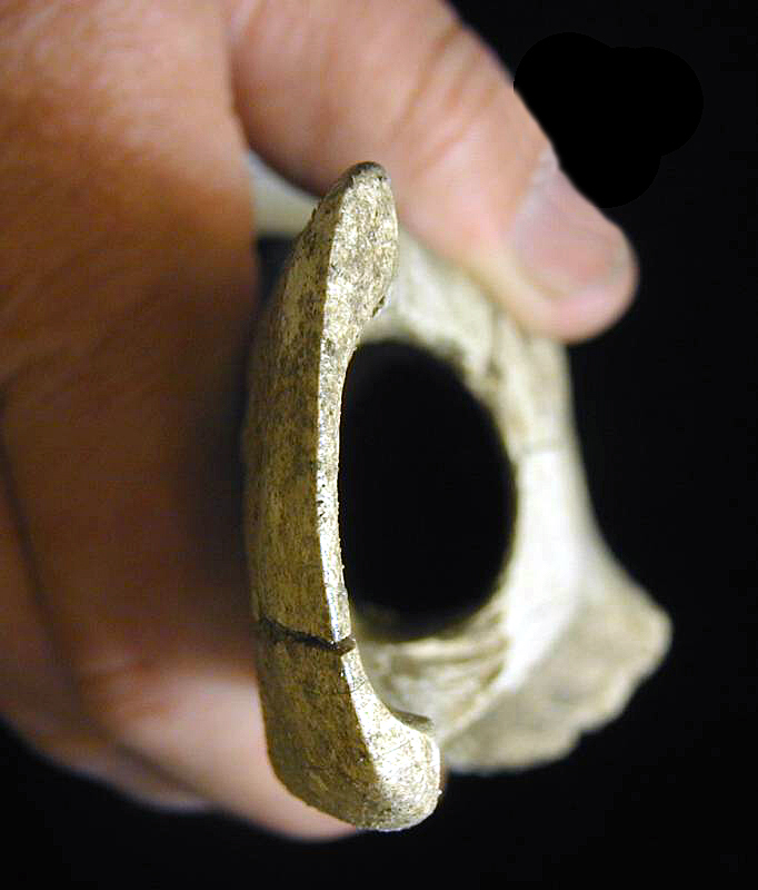 End-on view of the beveled tip of bison tibia tool. From the Courson Buried City collection, photo by Steve Black.