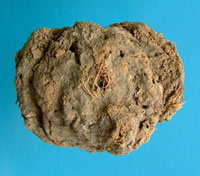 photograph of a flat dried poop on a blue background