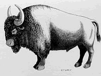 drawing of Bison antiquus