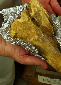 photo of bone sample