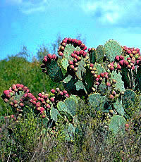photo of cactustuna