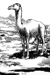 drawing of a camel