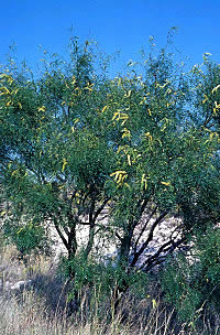 photo of mesquite tree