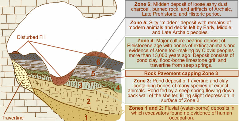 Schematic section showing the general stratigraphy of Kincaid Shelter site 