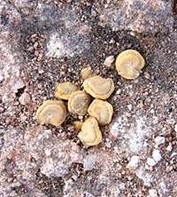 Photo of dessicated seeds from floor.
