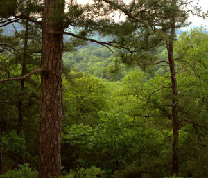 photo of pine forests