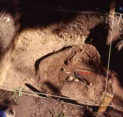 Image of Dog skeleton uncovered in the Cross Area during the TAS Field School.