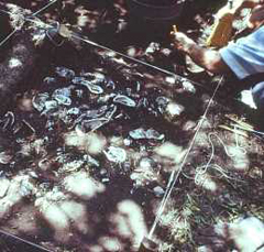 Image of a TAS member uncovering a section of a dense oyster shell layer in the Cross Area excavations in 1978.